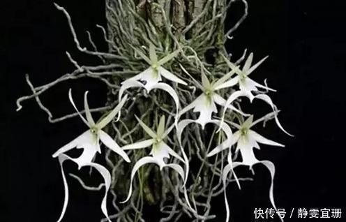 全球最贵的花,一株价值上百万,你曾经见过吗