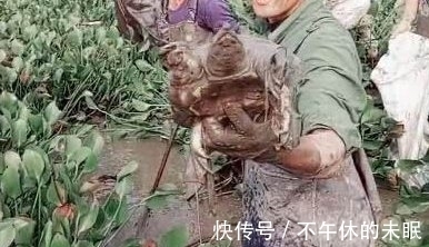 动静|男子在水塘清理水葫芦时，发现水下有动静，一把抓出后，两眼发光