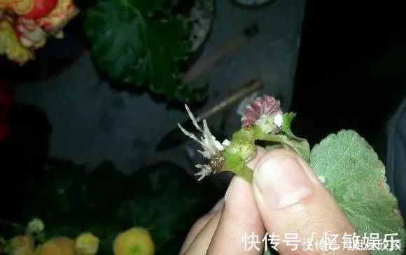 枝条|养花爱好者看过来这15种花现在“扦插”,生根快,一个周就长芽
