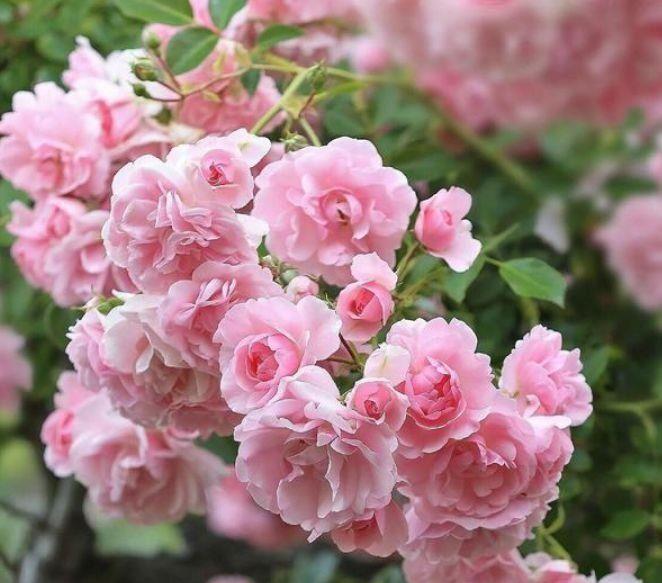 花型|四款花随便一养成花海,太漂亮了,开起来超优雅的