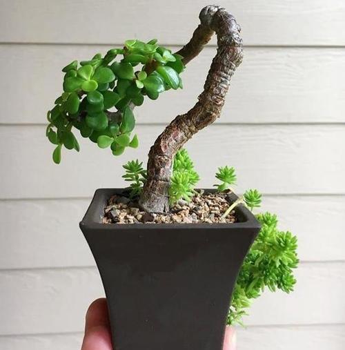 养金枝玉叶盆景，满足3个要点，长成传家宝，最后一点很关键