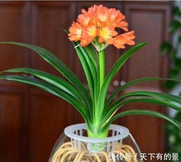 养花就养这几款,开花惊艳,好养活,不会养花就养它!