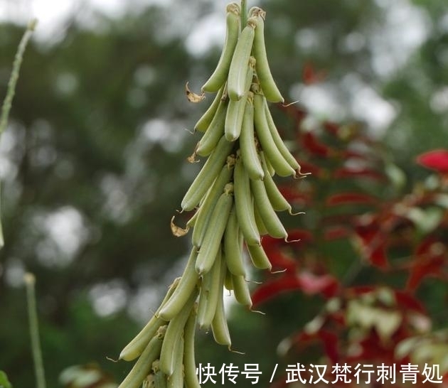 食用|这野果如今正逢成熟，价值可贵，见到请你拿个袋子装起来