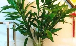 茉莉酸|养花也要用点药,每次只需1粒,不黄叶,不烂根,新叶蹭蹭长