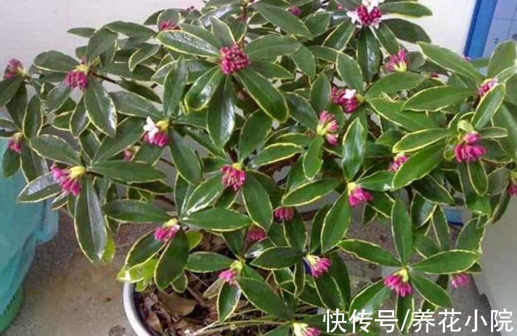 丽格海棠|6种花冬天开，家里养几盆，春节期间开花漂亮又喜庆