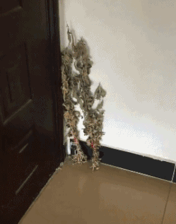 好当|搞笑GIF:白娘子不是那么好当的