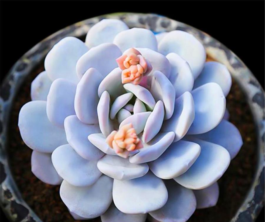 春天养多肉，3件事情要巧做，学会了侧枝新芽蹭蹭长，轻松爆盆