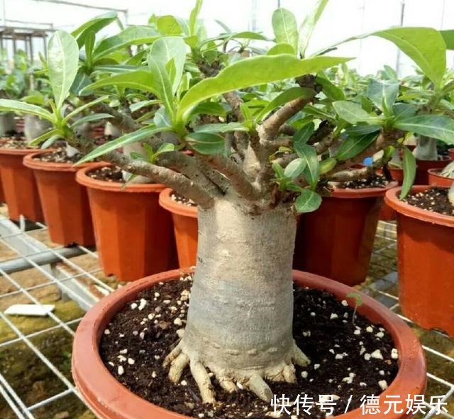 想让沙漠玫瑰花开爆盆满枝头记住6个妙招,沙漠玫瑰也叫天宝花