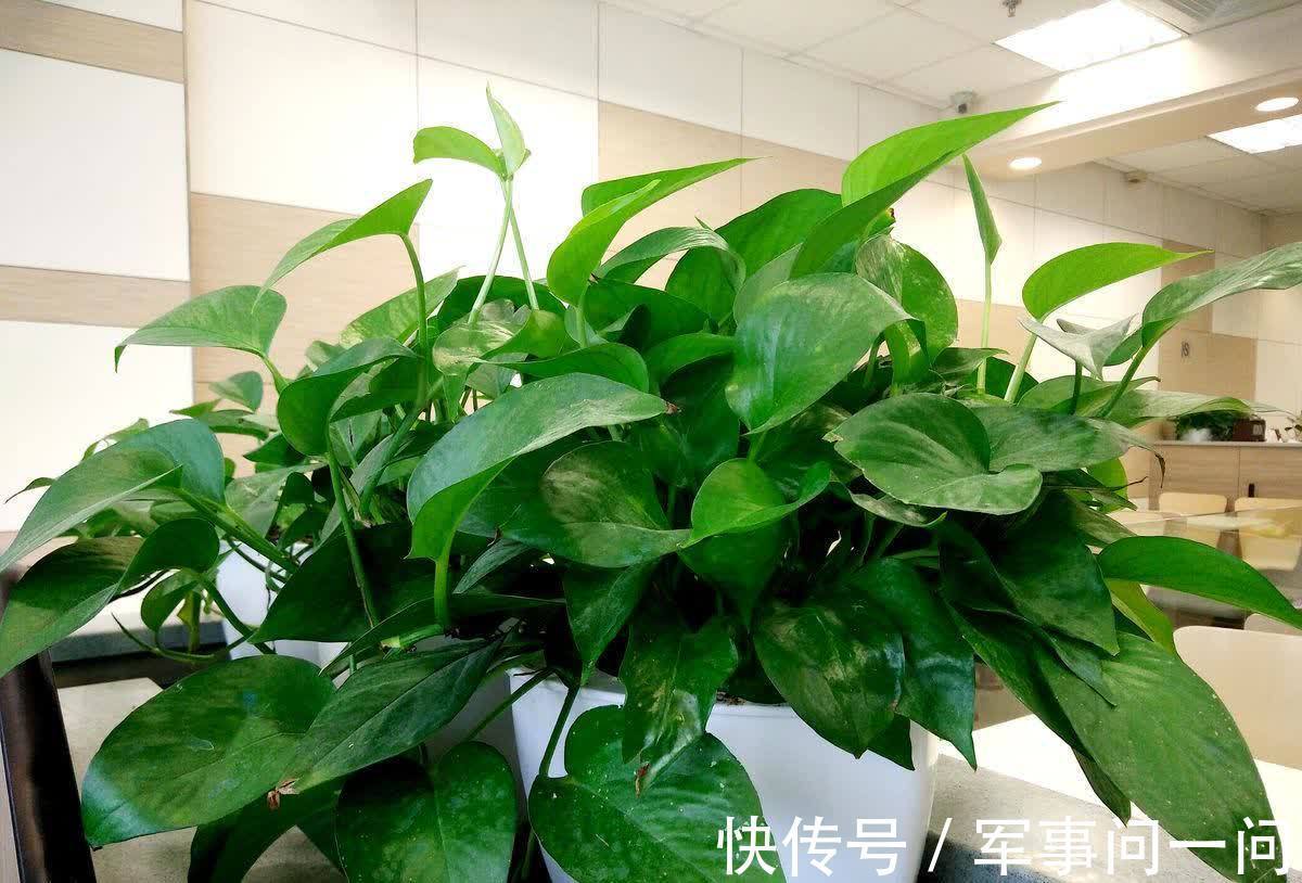 芭蕉|俗话说“一个绿萝七个鬼”,养绿萝真的好吗?老祖宗都有啥讲究