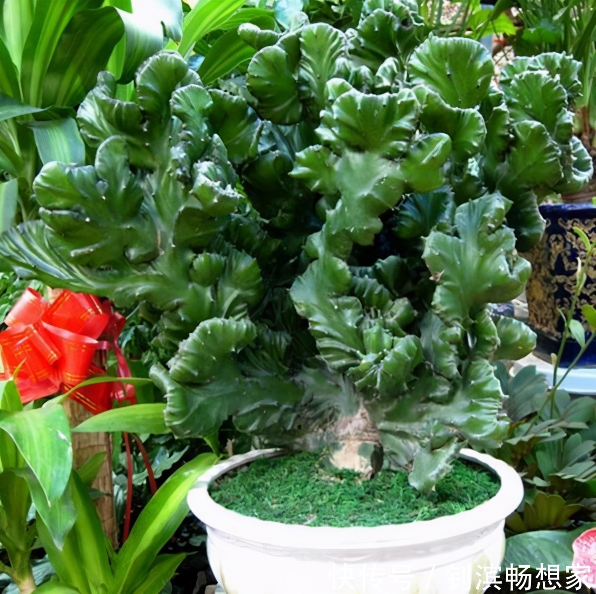 5种“丑花”,寓意却大,富贵又威武,再丑也要养一盆