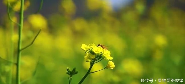 当绝美峰丛遇上金黄油菜花，忻城美得不像话！土司古城·浪漫忻城