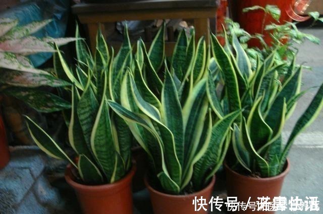 珍珠岩|栽植虎皮兰，土壤里加点“它”，叶片碧绿旺盛，一年长高30cm！