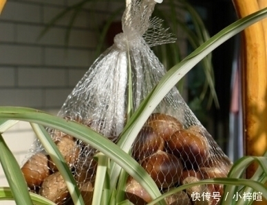 冬天,坚持吃板栗的人,到最后带来的改变,或许连自己都不相信