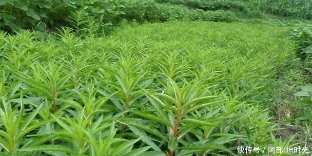 肝不好，每天两物泡水，帮你修复肝细胞，让肝