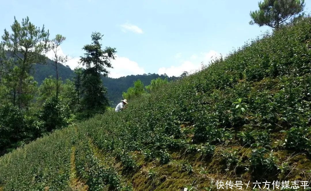 创建全域旅游示范区丨高要旅游手信篇：河台