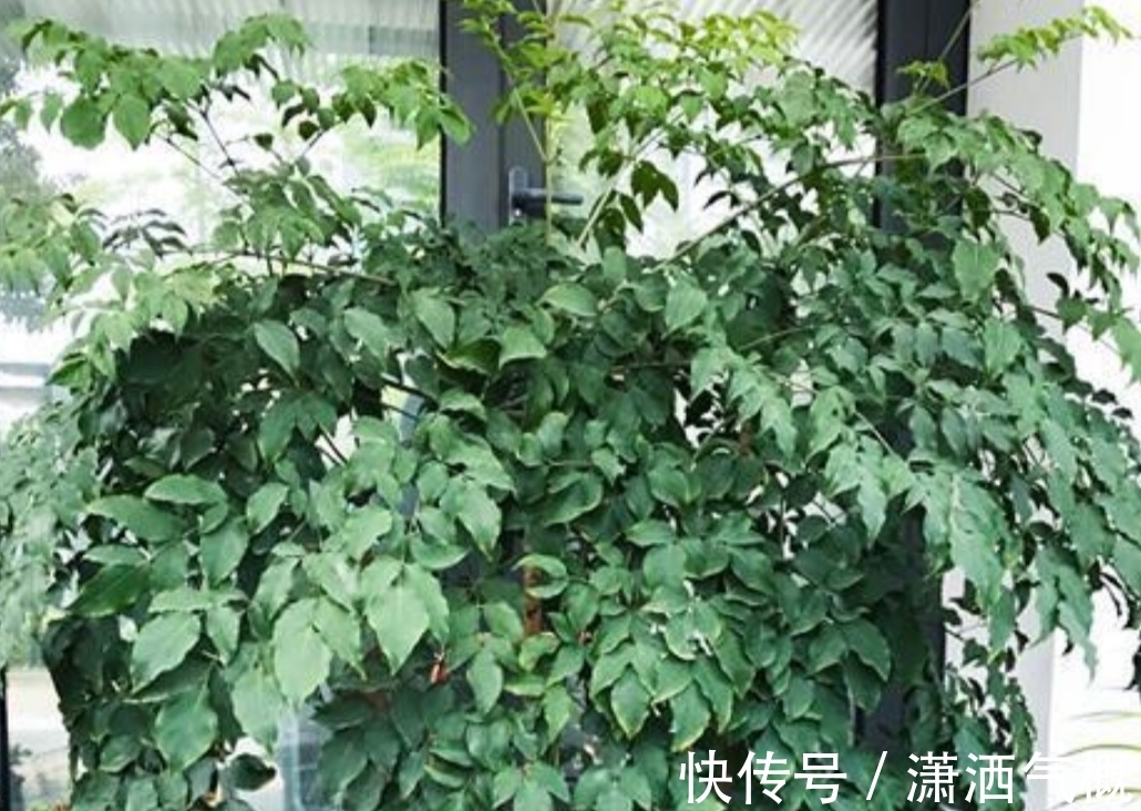 养幸福,树叶子发黄干枯,该如何解决?