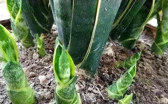 花盆|高手养虎皮兰土壤中加点“它”,一周冒出8个芽,呼呼长“爆盆”