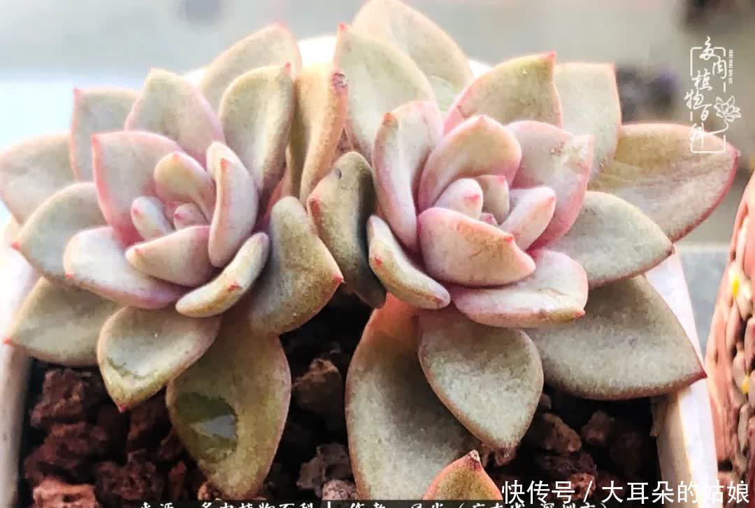 春风化雨,润物无声,爱上多肉,欲罢不能!