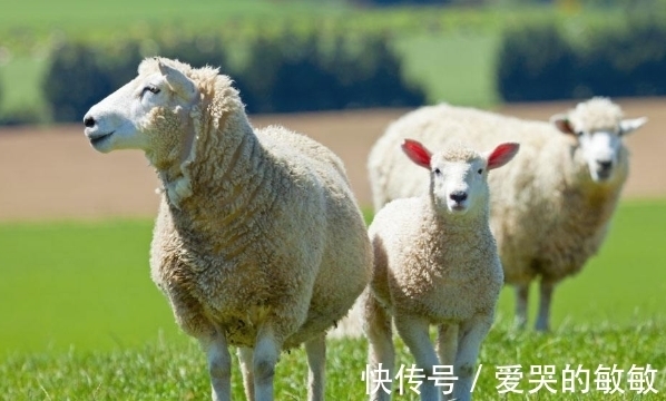 生肖|大金羊：哪月出生的属羊人命格多金，贵人易帮扶，看看有你吗？