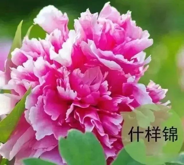 珊瑚台|牡丹盛开！盛况空前，绝对罕见，太美太漂亮了！