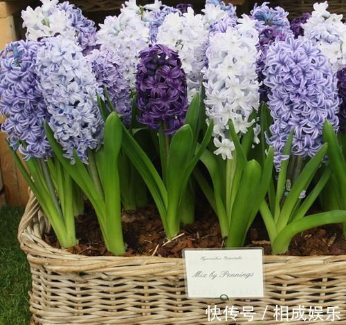 发财树|怪不得老公把发财树扔了，现阳台流行种此花卉，香飘满屋更迷人