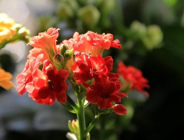 想要家里花不断，就养“2种花”，冷天也能开满头，漂亮又好养！