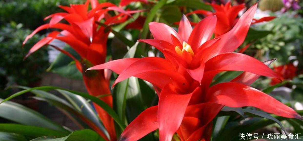  4种室内提升品位的植物，客厅摆上它，有档次