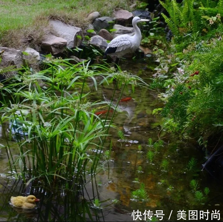 三角梅|120㎡别墅花园改造,经过三年的努力,小院从荒地到花开满园