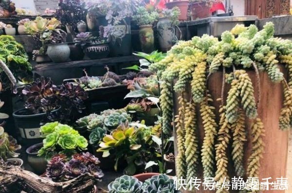 普货|她养多肉,专选“大普货”,养成独特“怪老桩”,大家都夸赞!