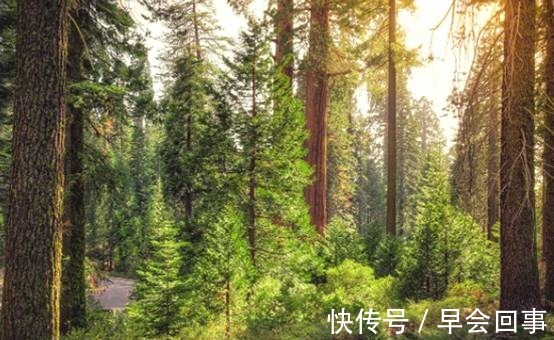 钢筋混凝土|作为一个发达国家,美国为何不用钢筋混凝土建房,而是选择用木材