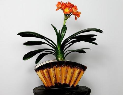 做好这4步,君子兰就能养好,叶子翠绿,过年花箭窜出来