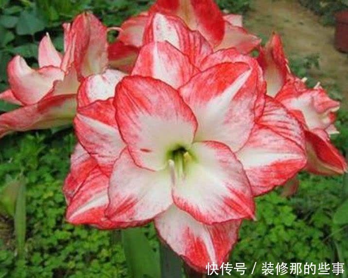 养花就养4种花，美得让人毫无抵抗力，花大色艳，全年开花不断