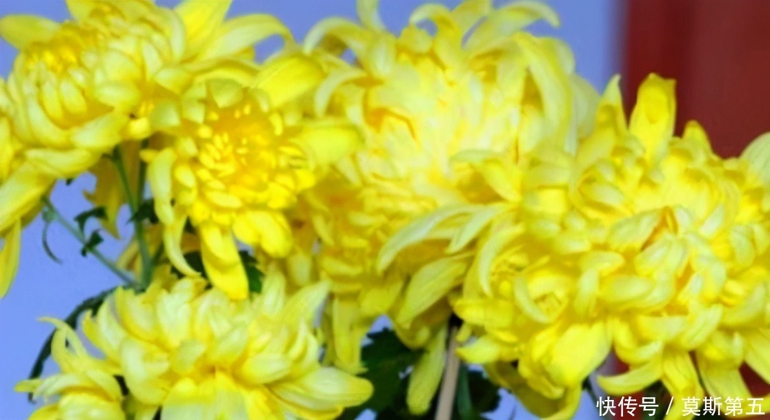 美容养颜|适合女性吃的3种食物,美容养颜、延缓