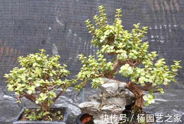 养金枝玉叶盆景,光浇水施肥没用,得会修剪才行,枝叶一少价值高