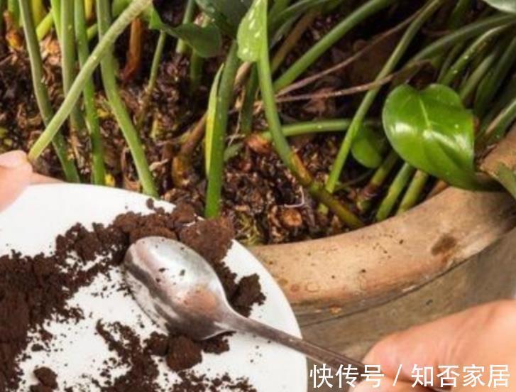 蚯蚓|秋天给花换盆，盆底掺点“万能肥”，根系更健壮，养啥花都旺