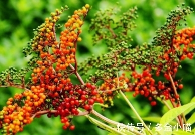 香椿叶|它的叶子长得似香椿叶,开白色小花,遇见挖回家
