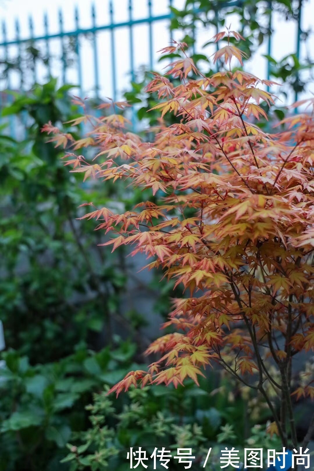 枯山水|30㎡上下小院子,可以装成简而精致的“日式花园”,简单又好看
