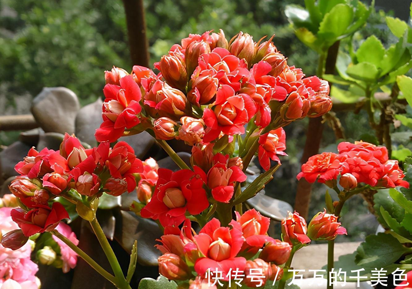 容易因多浇水而死的“10种花”，想要养好，管住手，少浇水