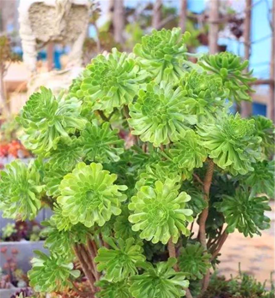 阿勇|法师夏天总黑腐?做好“1多1少1适中”,不落叶颜色美