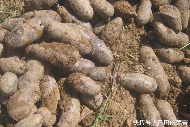 它是土豆中的“黑马”，花青素超紫薯，很多人以为是转基因食物