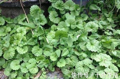 连线草|外形似金钱草，人称“透骨消”，隔三差五煲汤喝，钻筋透骨有奇效