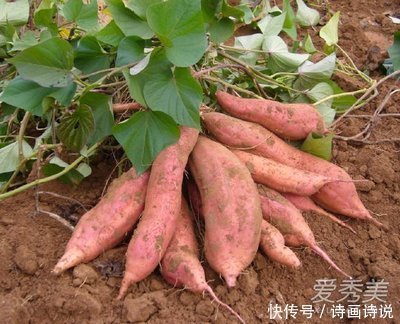 鲁南|怀念童年的地瓜