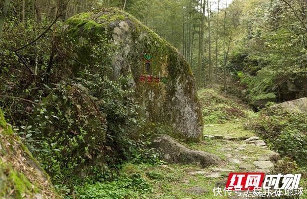 湘桂古道野茶香 舜皇山上杜鹃红