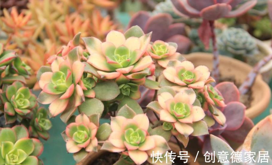 花海|秋天养花首选这5种，天气凉爽长势好，现在养几盆，春节开出花海