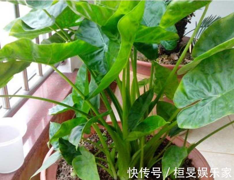 “4种花”不适合在家里养,全株都有毒,家里有的赶快处理掉!