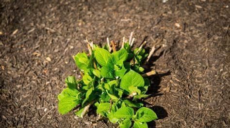 绣球花|托尼老师教您修剪绣球花，记住简单两点，拿剪刀的手再也不抖啦