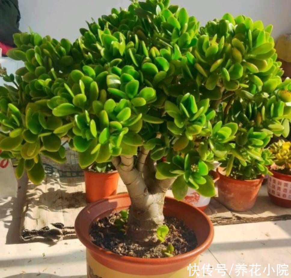 玉树|玉树开始生长，给它做好4件事，长得粗壮，养成老桩盆景