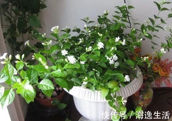 浇水|茉莉盆栽开花少,别怪人不争气,没满足这些条件,谁养都一样