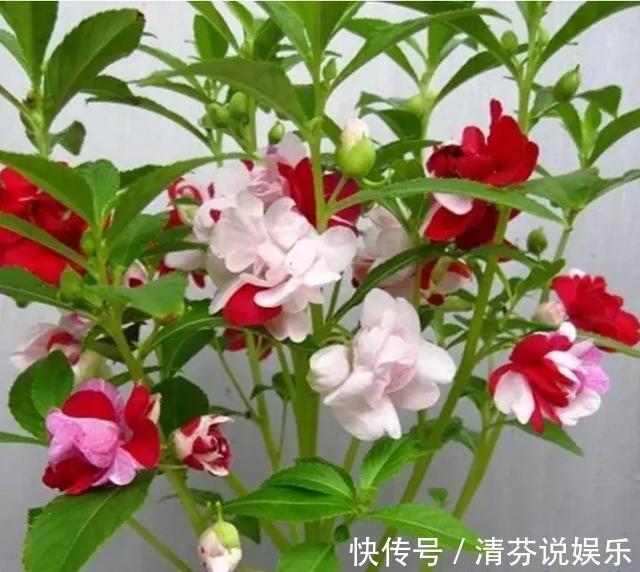 湿润|想要常年都能看见绿植开花,那就养这几种吧,花期超长!