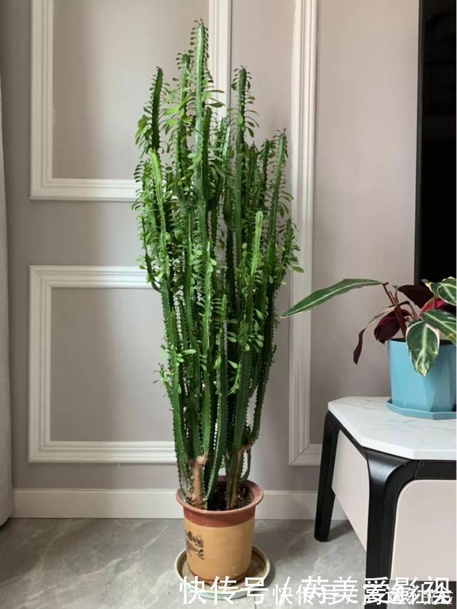 人养花,花也养人,这15种花,越养家里越干净